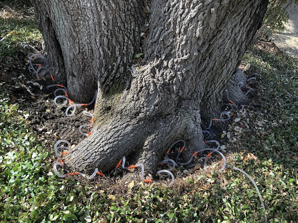 Detailed Tree Cabling and Bracing job site in Baltic
